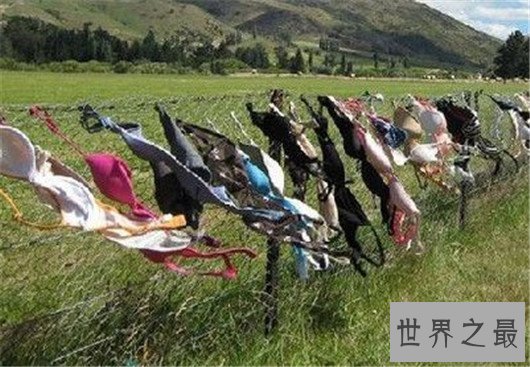 世界上最让人脸红的花，竟然长的如此逼真