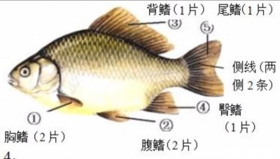 ​鱼鳍是鱼的哪个部位(一图看懂鱼身上的5种鱼鳍)