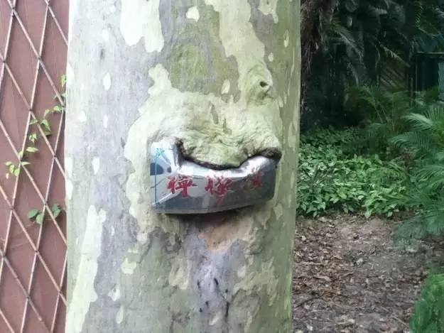 9个奇妙的植物，长得怪只能怪人类了"