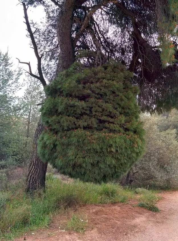 9个奇妙的植物，长得怪只能怪人类了"