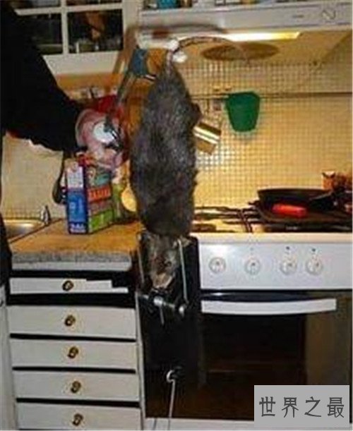 世界十大巨型老鼠排行榜，猫见了它都要躲起来