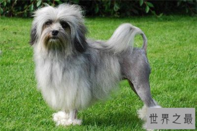 ​世界上10大最贵的狗品种排行榜，罗秦犬的价格绝对超乎你想象