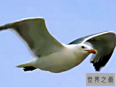 ​世界上十大最危险的鸟，海鸥被称作长了翅膀的流氓。