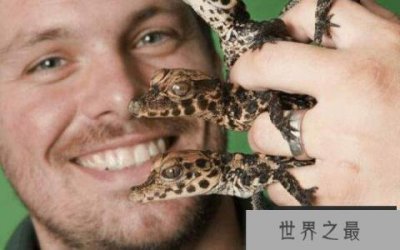 ​世界上体型最小的鳄鱼 非洲侏儒鳄体长仅1.3米