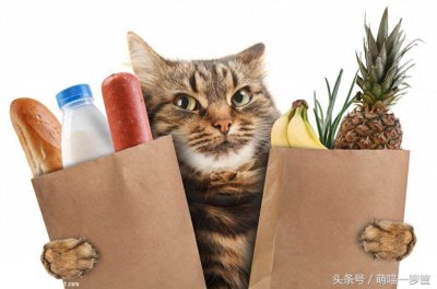 ​猫咪挑食怎么办？几个方法让你告别小馋猫！