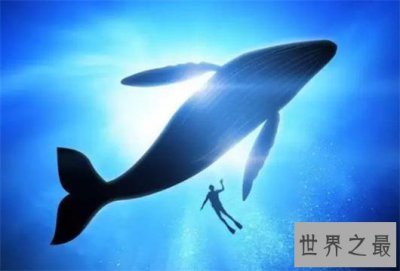 ​世界上最大的动物排行榜，鲸类占八位，蓝鲸最大