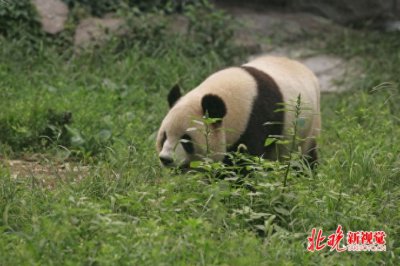 ​汶川出现野生大熊猫 走村串户不害怕