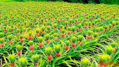 ​菠萝生长哪？菠萝是长在树上还是长在地上?