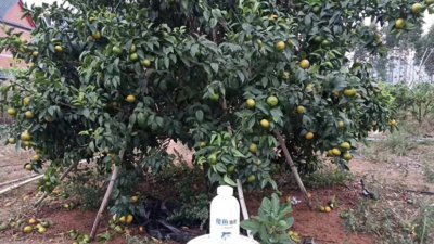 ​鱼肥（深海鱼油）-特种肥料的一个爆品