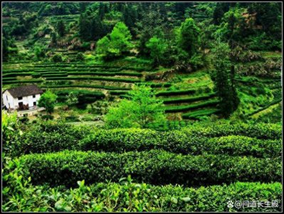 ​你知道新茶与陈茶的区别在哪里吗？掌握这五点，买茶不用怕
