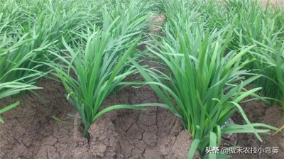 ​韭菜的种植方法以及注意事项