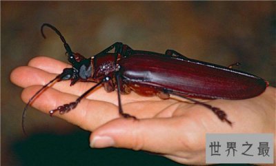 ​世界上最大的甲虫，身体长度达到21cm