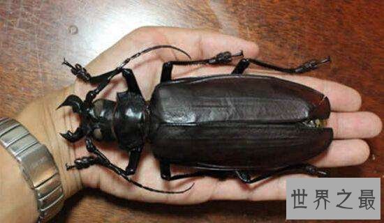 世界上最大的甲虫，身体长度达到21cm