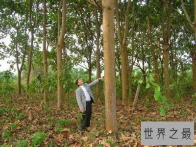 ​世界上生长最快的树，轻木10年能长16米(造飞机材料)