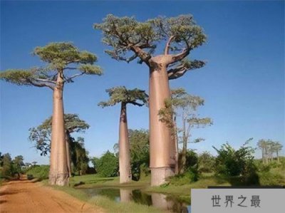 ​世界上生长最快的树 100米只需几个月(杏仁桉树)