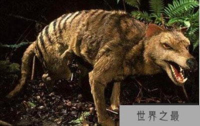 ​塔斯马尼亚虎又称袋狼，时隔80年再次现身(视频)