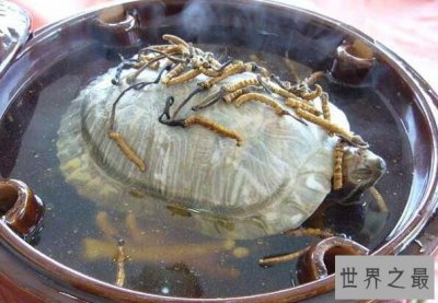 ​中国十大禁菜之铁板甲鱼，活煮甲鱼享受折磨的乐趣