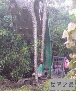 ​巨蛇图片记载真实事件 曾有工人挖出地下巨蛇