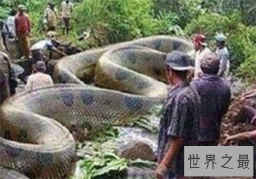 巨蛇图片记载真实事件 曾有工人挖出地下巨蛇