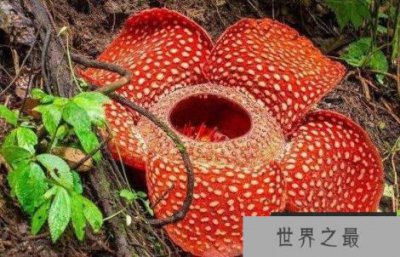 ​世界上最大的花：大王花最大花径1米，重量7.5千克