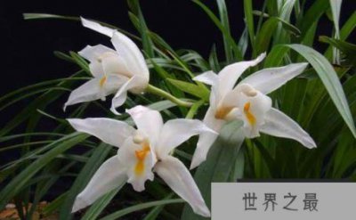 ​世界上最香的花——香祖兰花