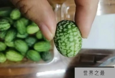 ​世界上最小的西瓜 拇指西瓜长只有3厘米(味道酸甜)