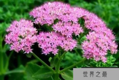​最耐寒的十大花草推荐，榜首最为艳丽，兰花位列第二(蕙兰)