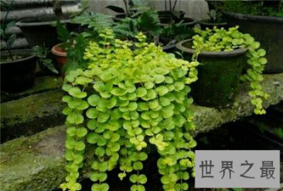 ​金钱草图片看起来非常的养眼 在网上就可以搜到