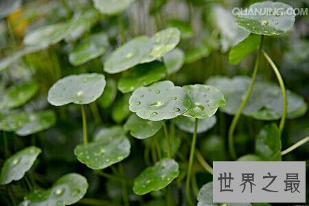 金钱草图片看起来非常的养眼 在网上就可以搜到