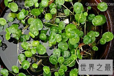 金钱草图片看起来非常的养眼 在网上就可以搜到
