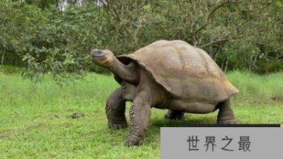 ​世界上最大的乌龟有多大 加拉帕戈斯象龟6米长