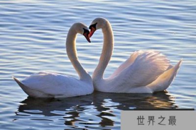 ​世界上羽毛最多的鸟，天鹅浑身超2500根羽毛