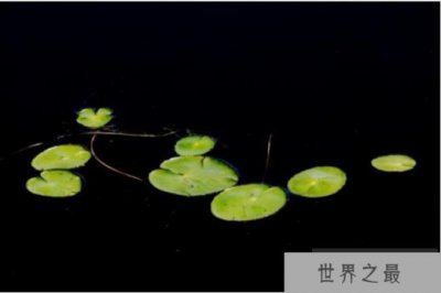​世界上最小的水果 浮萍长1毫米重70毫克(分布范围广)