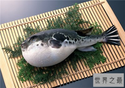 ​十大世界上最毒的动物 第一竟然长得这么萌