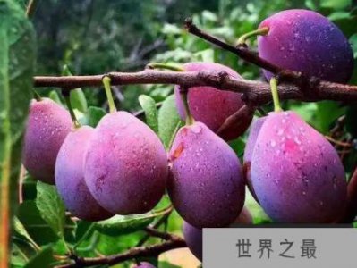 ​世界上哪种水果最甜？