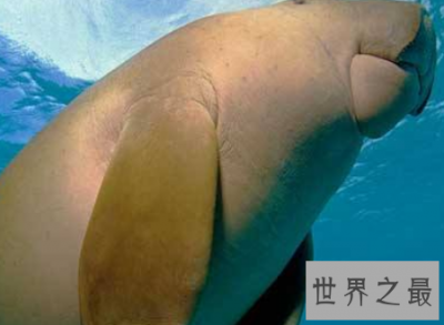 ​什么是美人鱼 为什么现实中的美人鱼长得这么丑