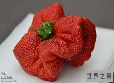 ​世界上最大的草莓，日本种出重达0.5斤草莓(图)