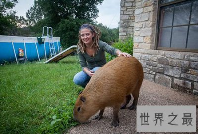 ​世界上最大的老鼠你见过吗 突然出现你怕不怕