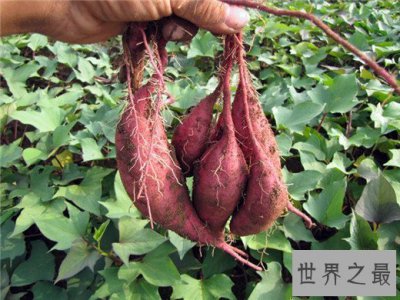 ​十大健康蔬菜排行，世界公认十大健康蔬菜