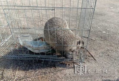 ​狗獾是什么样的 「视频」大兴安岭一野生狗獾误闯饭店！快看它长什么样