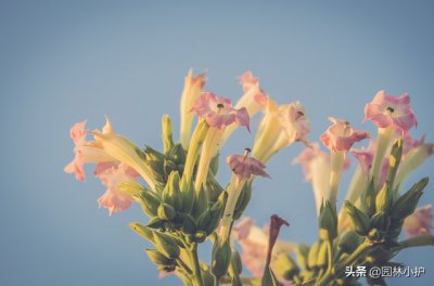 ​烟草花，灿烂如烟花，和烟草无关，还能预报时间