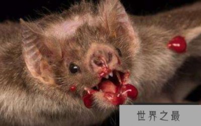 ​吸血蝙蝠为什么被称为世界上最恐怖的蝙蝠