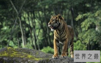 ​现存世界上最小的老虎，苏门答腊虎仅剩400只