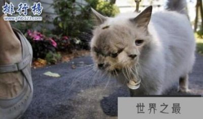​吉尼斯世界上寿命最长的双面猫：三只眼两嘴巴