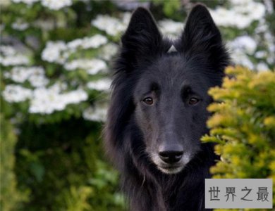 ​比利时牧羊犬具有四个品种 世界名犬排名第15名