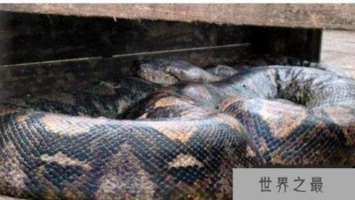 ​发现的世界上真正的第一巨蛇19米长轻松吞下一个人