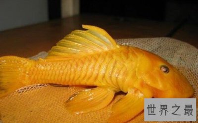 ​世界身价最贵的异型鱼，用24k黄金来形容它都不为过