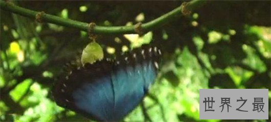 世界上最大的蝴蝶，蓝默蝶翅膀上带虹彩美翻众人