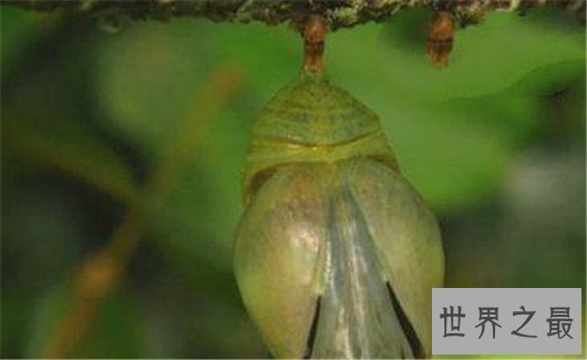 世界上最大的蝴蝶，蓝默蝶翅膀上带虹彩美翻众人