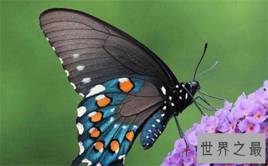 世界上最大的蝴蝶，蓝默蝶翅膀上带虹彩美翻众人